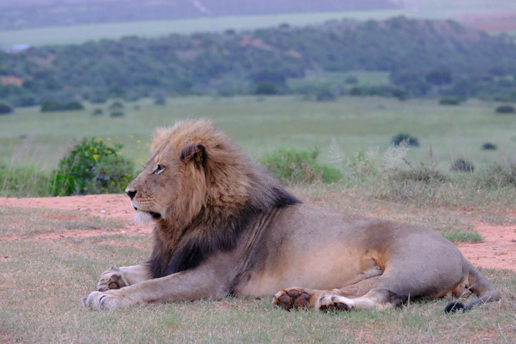 Shamwari lion